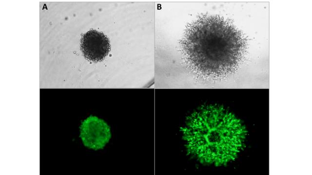R&D Systems Cultrex 3D BME Cell Invasion