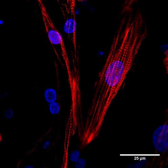 R&D Systems StemXVivo Cardiomyocyte Main