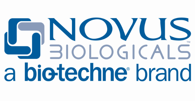 Novus CCR4 Antibody, 0.1 mg