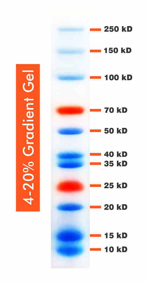 Bio Basic 10-250kDa Wide Range Blue/Red Two Color 10ML