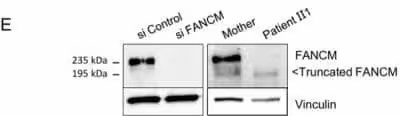 Novus FANCM Antibody (CV5.1), 0.1 ml